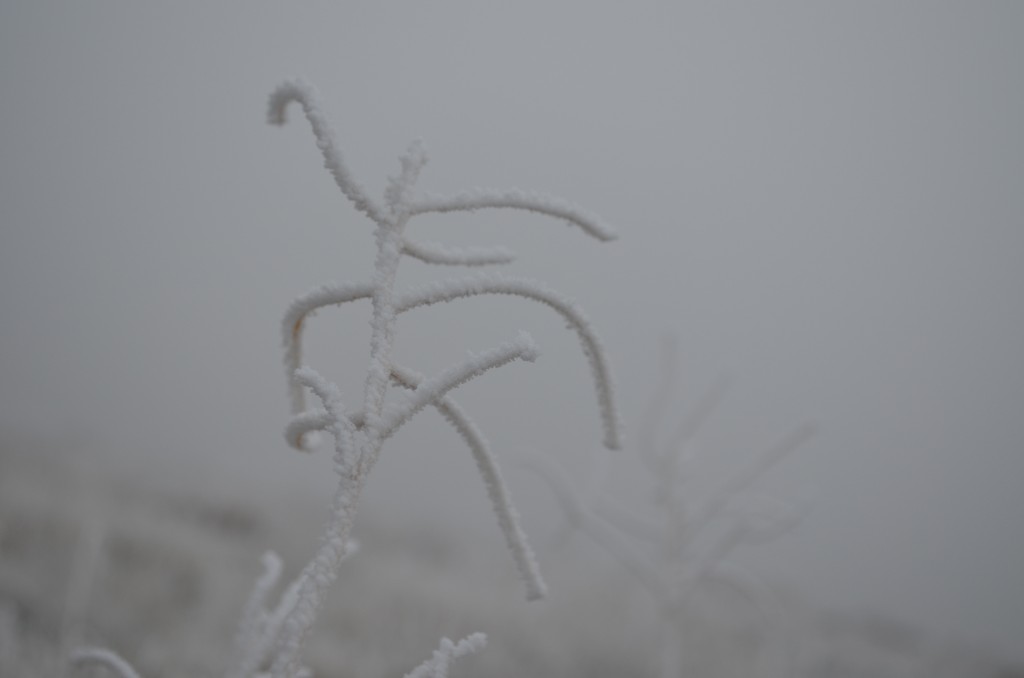 Hoar Frost Beautifies the Desert Plant Life