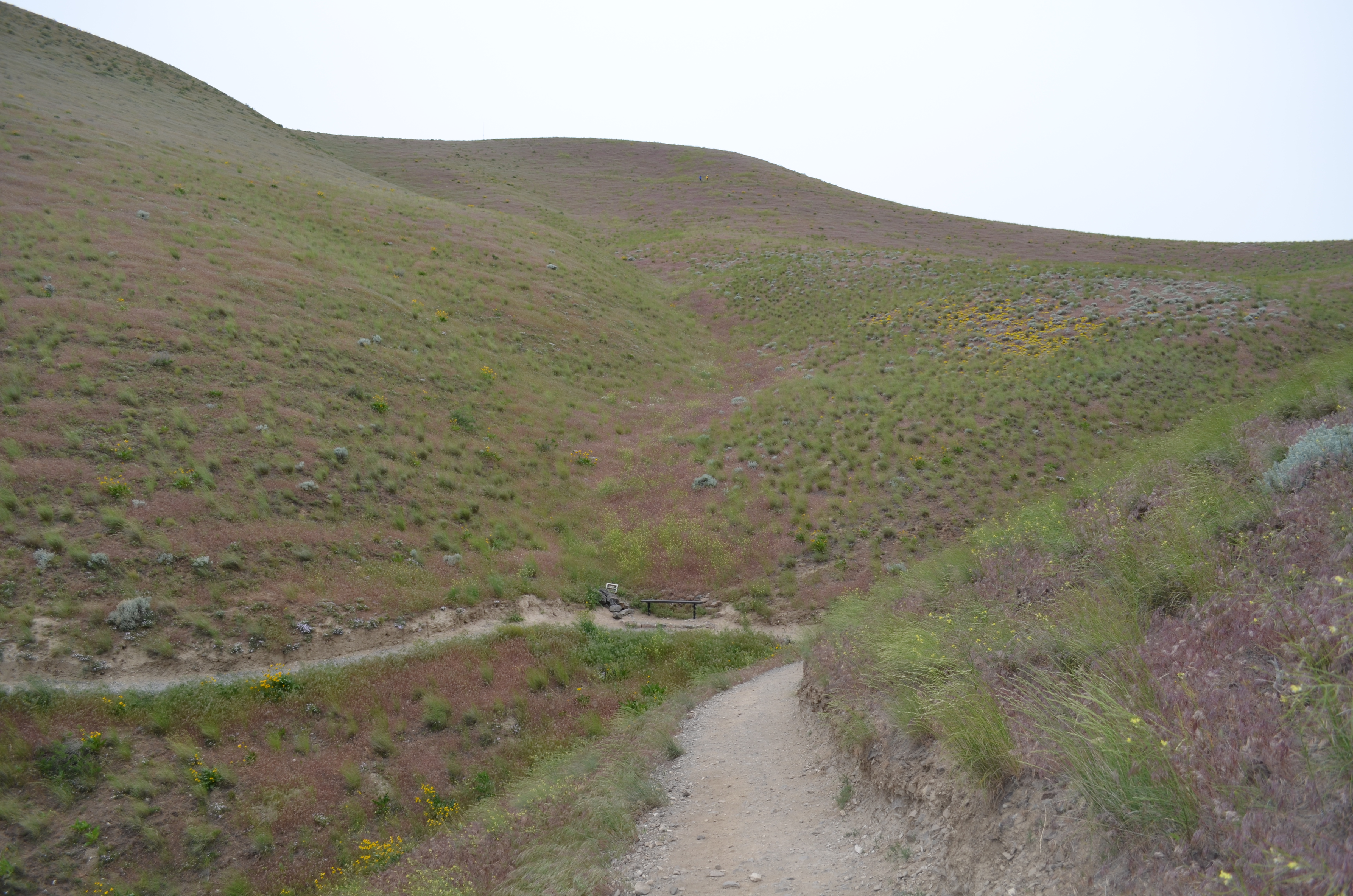 Badger Canyon Trail – Newly Updated!