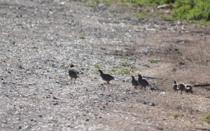Quail Family at Amon Preserve (click to enlarge)