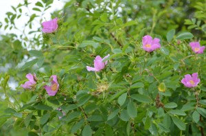 Wild Roses at Chamna