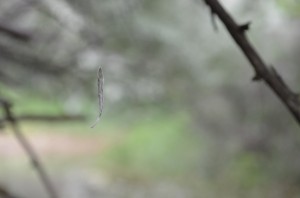 Leaf suspended in mid-air