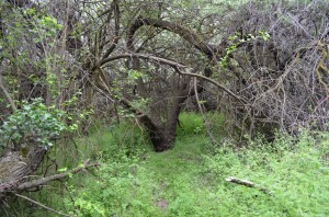 Greenery in Chamna