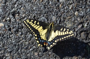 Swallowtail Butterfly at Horn Rapids Park