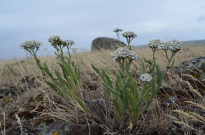 Wildflowers with Montana Granite in Background