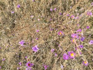 Wallula Gap Hike Wildflowers