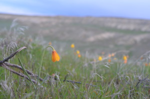 Beautiful Yellow Bells among the spring wildflowers on the Hanford Reach National Monument