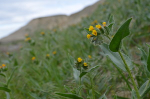 Fiddleneck Tarweed with early, vibrant yellow color