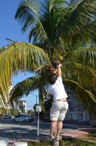 Coconut Hunting