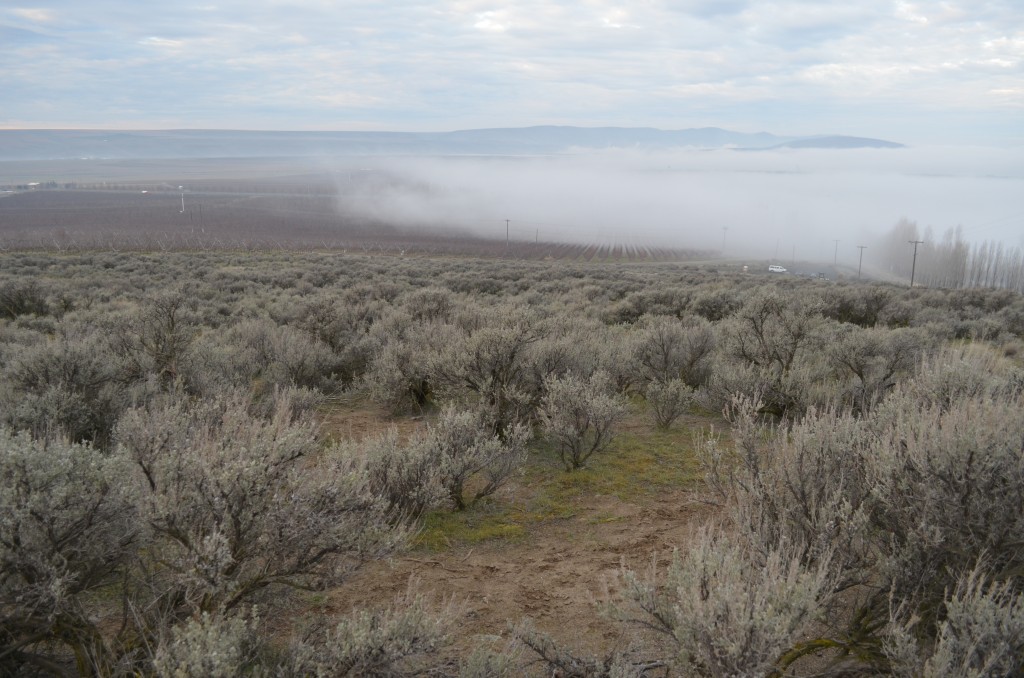 Skyline Trailhead Fogged In  (click pic to enlarge)