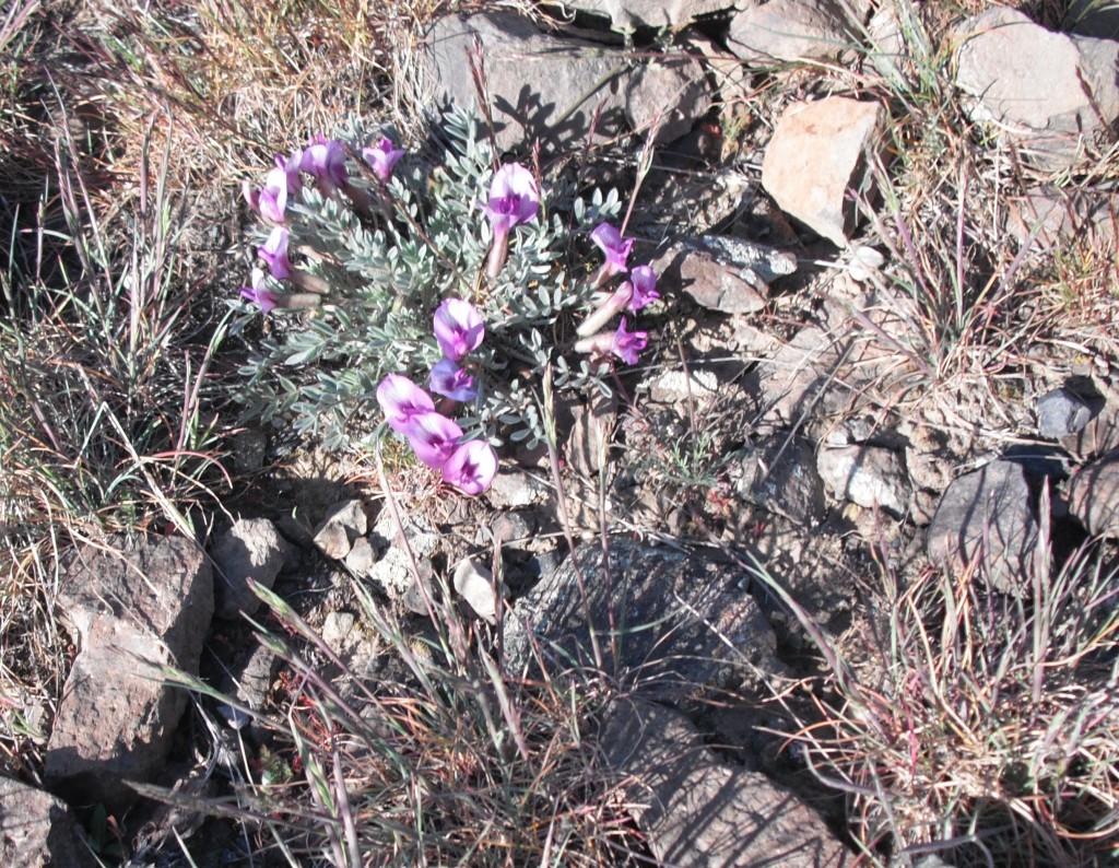 Purse's Milk Vetch (click pic to enlarge)