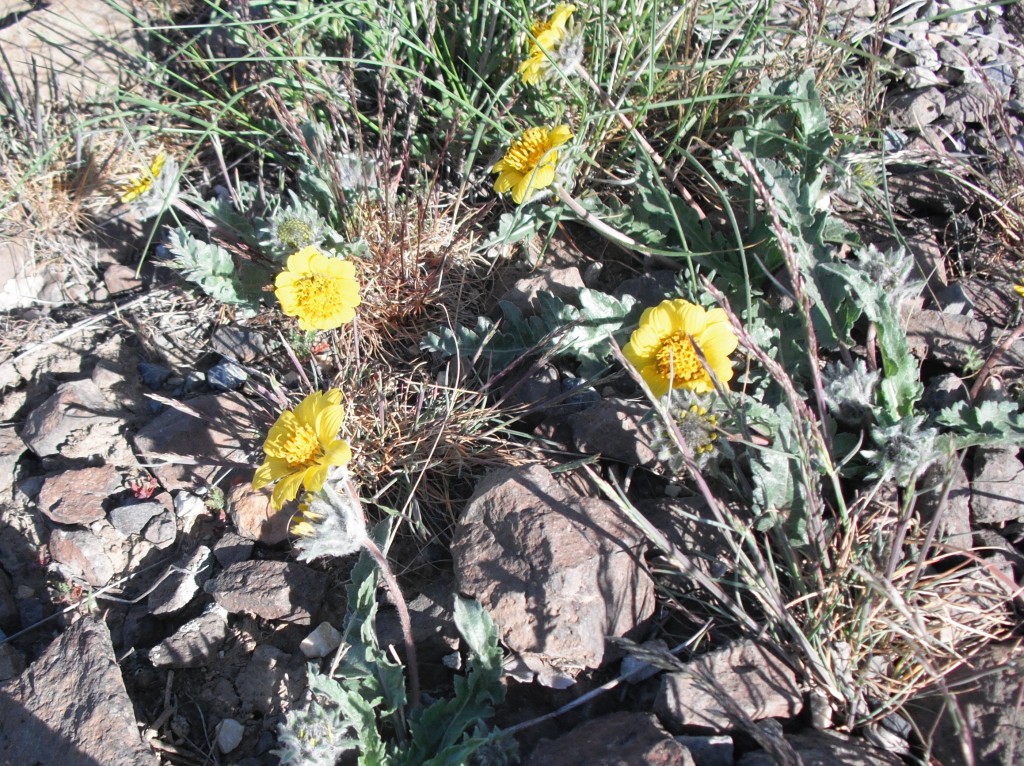 Rosy Balsamroot (click pic to enlarge)