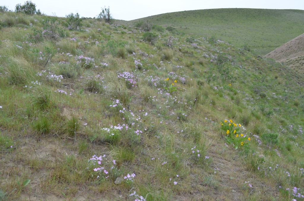 Flowers are blooming on Badger Mountain!