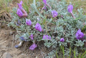 Purse's Milk Vetch (click to enlarge)