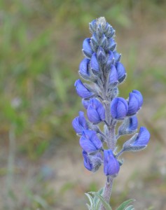Lupine!(click to enlarge)