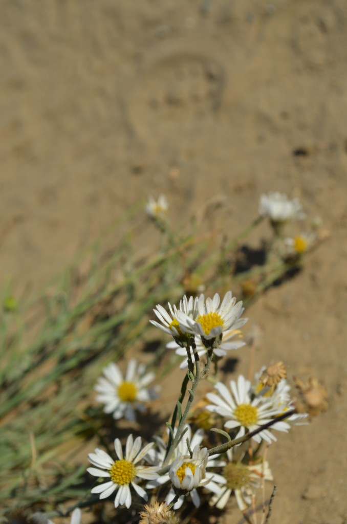 Lonely Piper's Daisy on Badger Mountain Canyon Trail