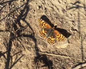 Butterflies are out on the trails around the Columbia Basin