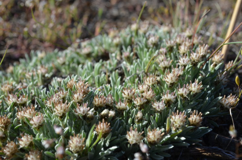 Low Pussytoes (Antenneria dimorpha)