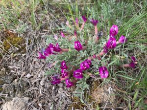 Purse's Milk Vetch on Candy Mountain 3