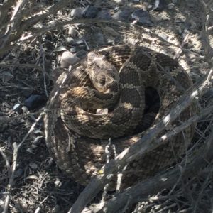 Rattlesnake in sagebrush