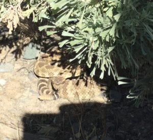 Rattlesnake under Sagebrush