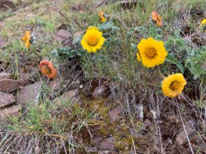 Rosy Balsamroot on McBee Hill