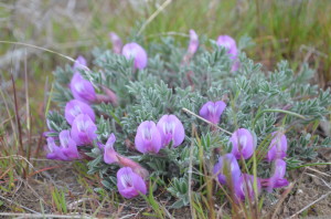 Purse's Milk Vetch on Red Mountain