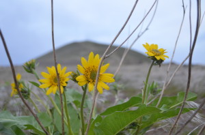 Carey's Balsamroot on Red Mountain