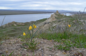 Yellow Bells on the Hanford Reach National Monument