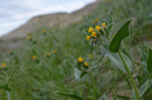 Fiddleneck Tarweed on the Hanford Reach National Monument