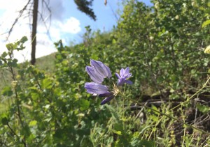 Brodiaea (click to enlarge)