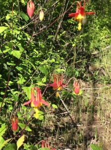 Columbine, sorry, soft focus  (click to enlarge)