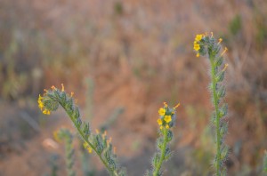 Fiddlenck Tarweed (click to enlarge)