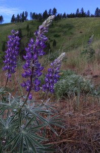 Georgeous lupine (click to enlarge)