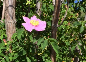 Beautiful Wild Rose bush