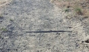 Snake on Badger Mountain