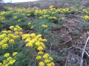 yellow flowers on Badger Mountain