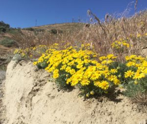 Yellow Piper's Daisies on Badger Mountain