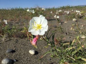 Evening Primrose In the desert sand on the Hanford Nuclear Reservation