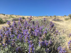 Purple Sage flowering on Badger Mountain
