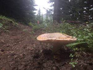 Mushrooms sprouting in the moist climate