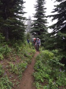 Lush greenery on the Pacific Crest Trail
