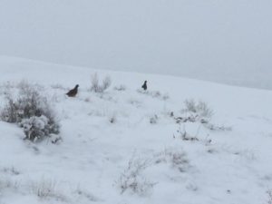 011717 Chukars in snow on Badger Mountain