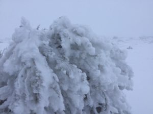 013117 Snow on sagebrush on Badger Mountain