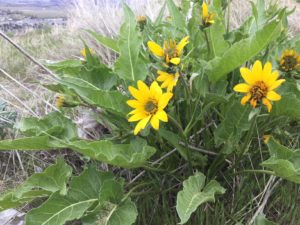 Carey's Balsamroot