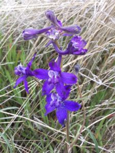 Delphineum variegatum - Larkspur