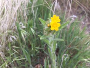 Fiddleneck Tarweed