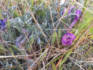 Purses Milk Vetch Astragalus glareosus