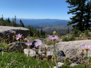 Mt Adams wildflowers