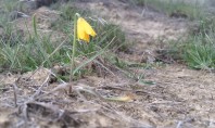 Flowers are Blooming on Badger (and other local trails!)