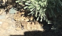 Rattlesnake Encounter – Snakes are Out!